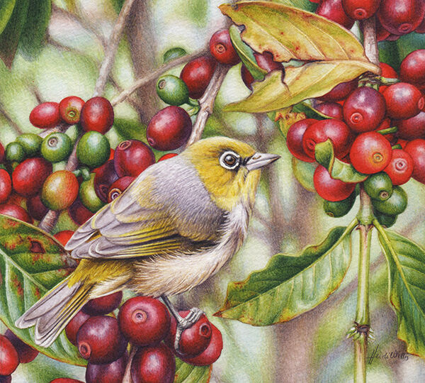 silvereye painting_heidi willis_bird artist_coffee illustration