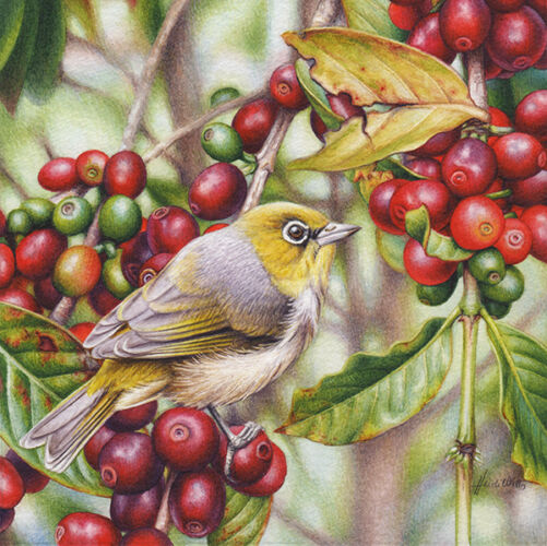 Silvereye and Coffee Illustration in Watercolour