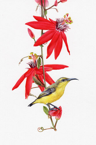 Sunbird and Passionfruit Illustration in Watercolour