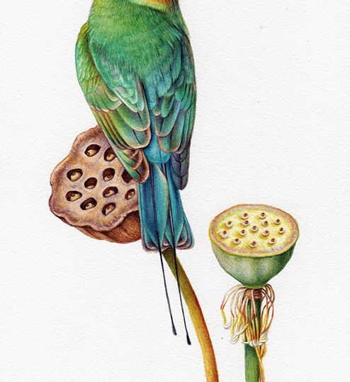 Heidi Willis_artist_bird painting_illustration_bee-eater_lotus_painting