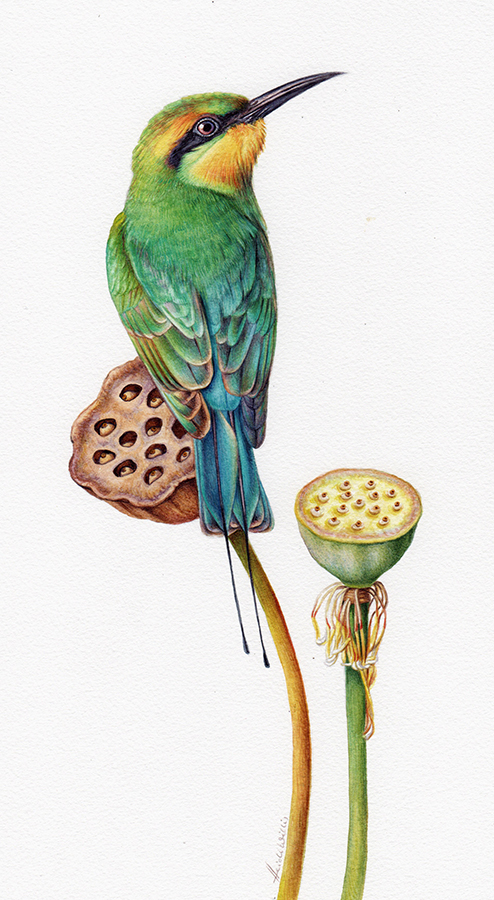 Rainbow Bee-Eater and Lotus – Painting in Watercolour