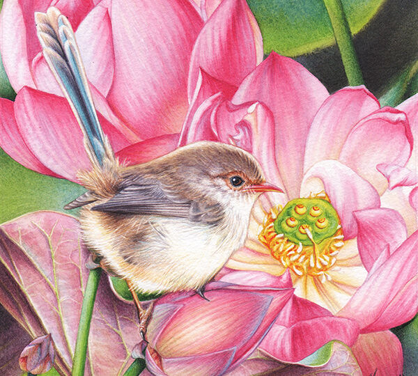 heidi willis_bird artist_wren_lotus_painting_illustration