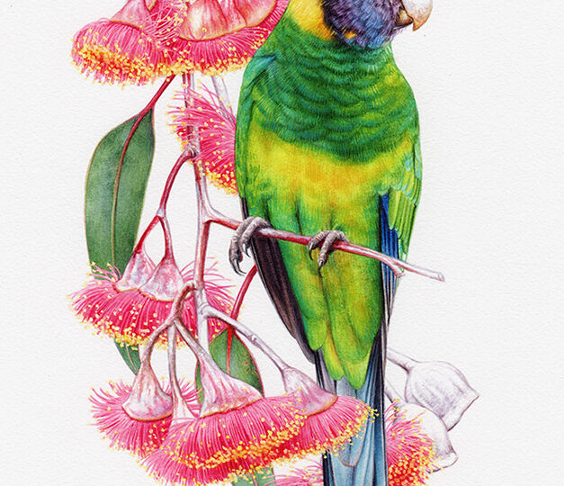 heidi willis_ringneck parrot illustration_bird illustration_botanical_eucalyptus caesia painting