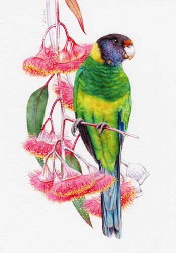 Australian Ringneck Parrot and Eucalyptus caesia – Watercolour Painting