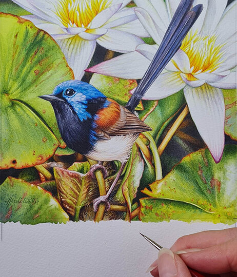 Heidi Willis_bird painting_artist_watercolour_wren illustration_waterlilies