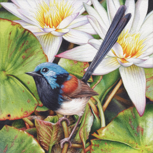 Heidi Willis_bird painting_artist_watercolour_wren illustration_waterlilies illustration