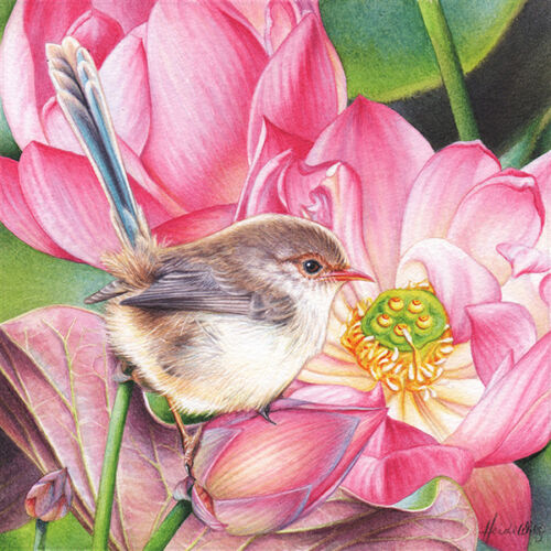 Wren and Lotus – Watercolour Bird Painting
