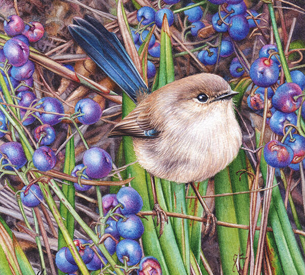 Heidi Willis_Artist_illustrator_bird painting_Wren_Dianella