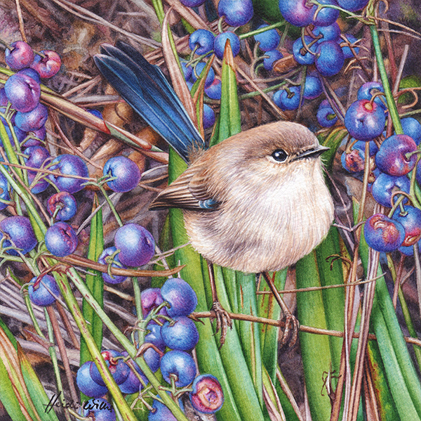 Heidi Willis_Artist_illustrator_bird painting_Wren_Dianella