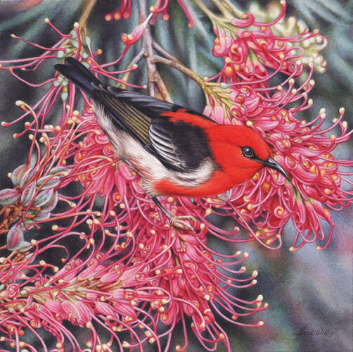 Scarlet Honeyeater and Grevillea in Watercolour