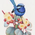 Splendid Wren and Eucalyptus – Painting in Watercolour