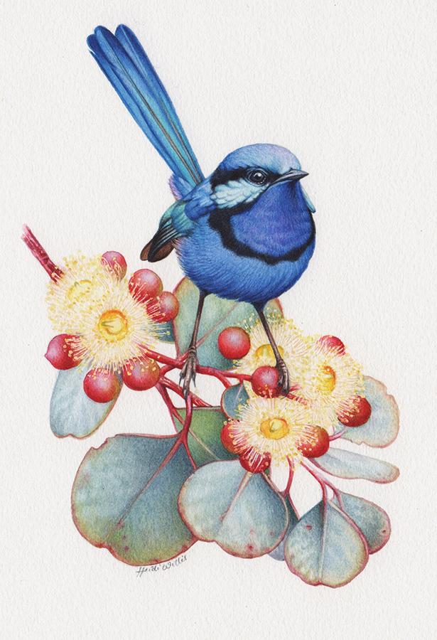 Splendid Wren and Eucalyptus – Painting in Watercolour