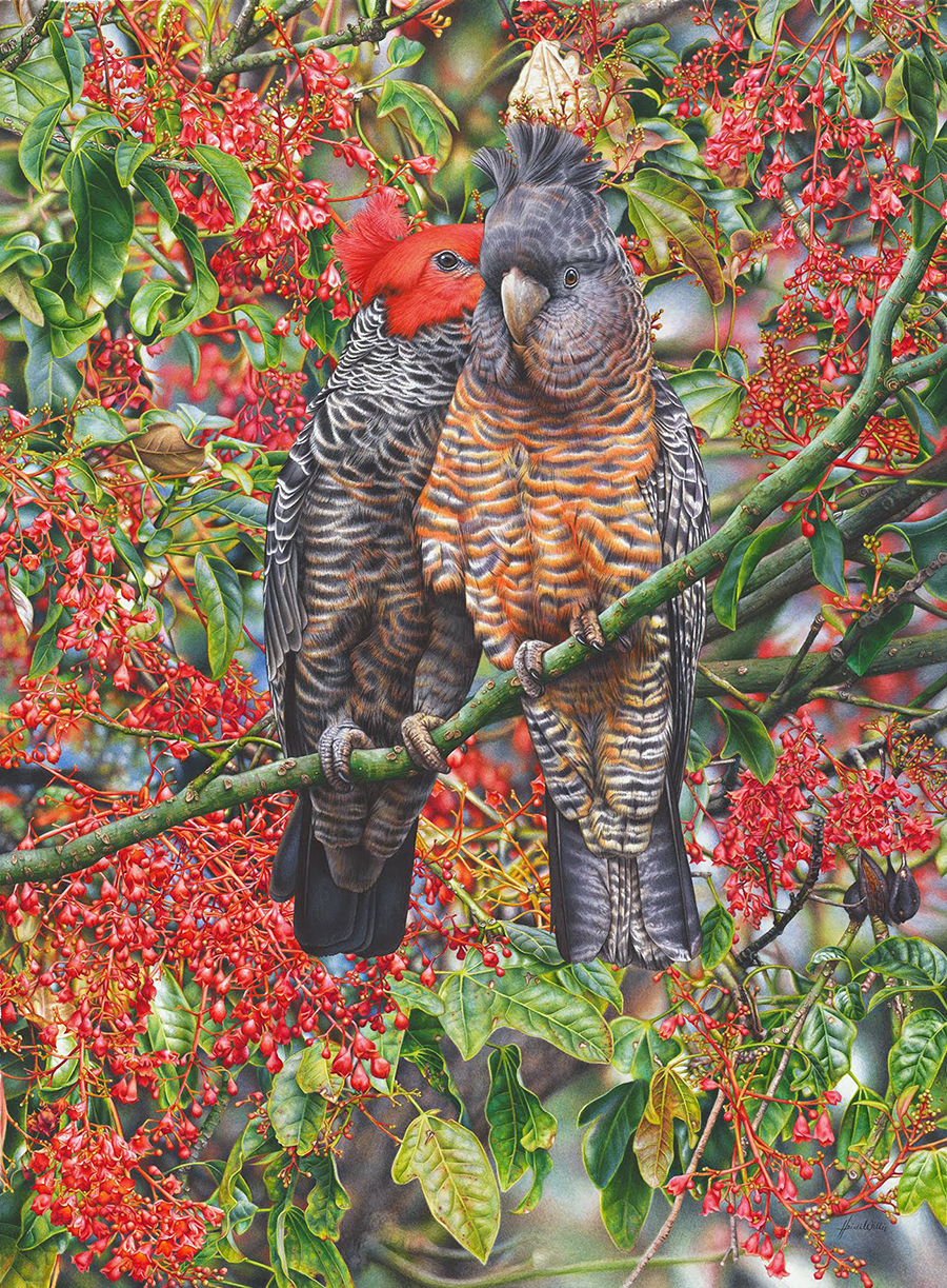 Gang-gang Cockatoo - Melbourne Museum