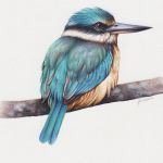 Kingfisher Study in Watercolour