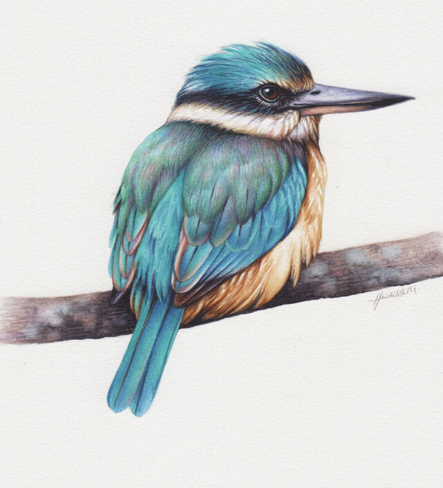 heidi willis_artist_bird painting_illustrator_kingfisher illustration