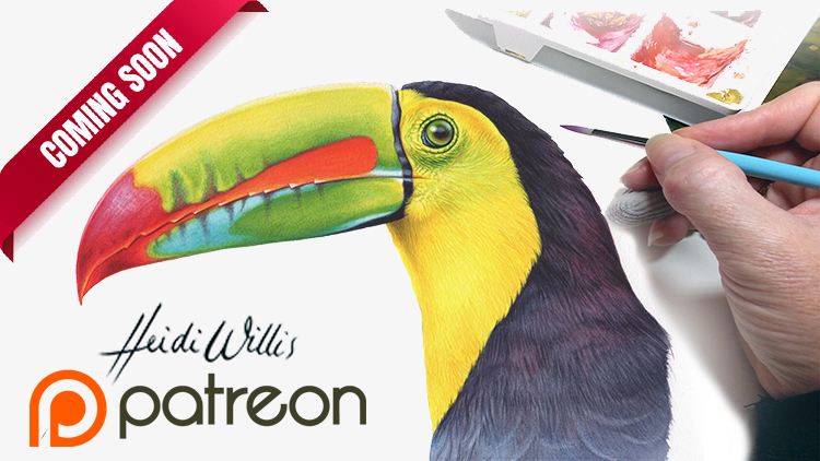 heidi willis_bird artist_painting teacher_bird illustration_watercolour_arl lesson_toucan copy