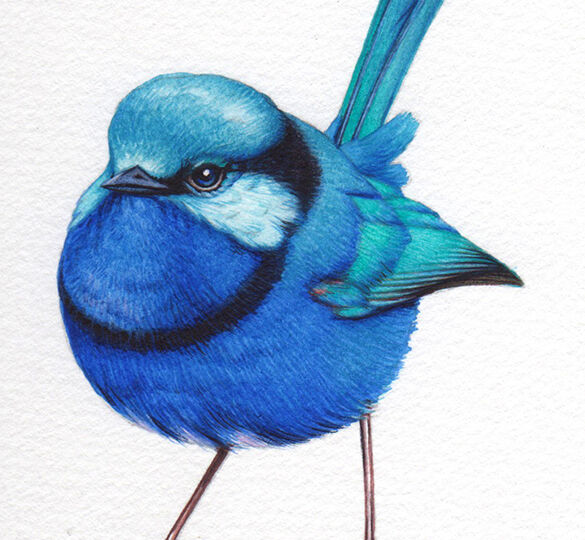 heidi willis_bird painting course_watercolour_wren illustration