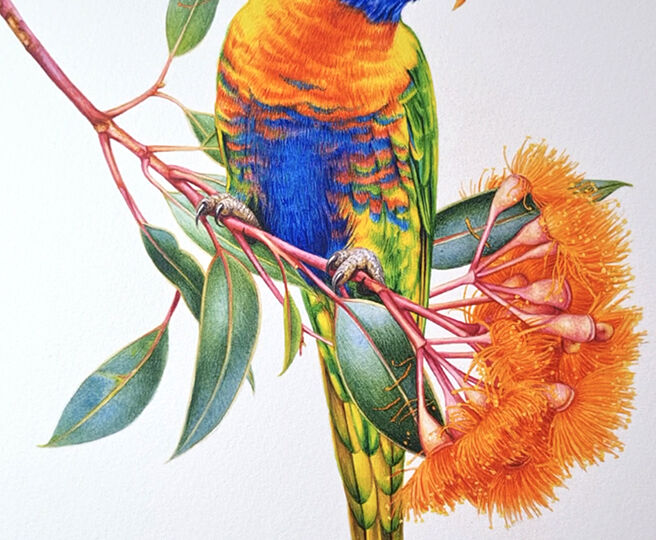 heidi willis_bird painting_watercolour lorikeet_illustration