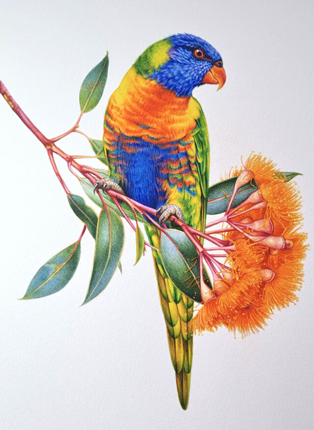 heidi willis_bird painting_watercolour lorikeet_illustration