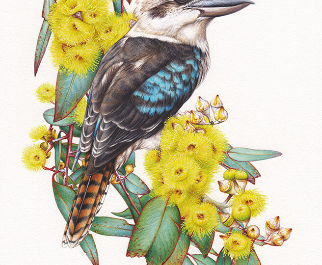 heidi willis_kookaburra illustration_bird painting_botanical illustration_watercolour