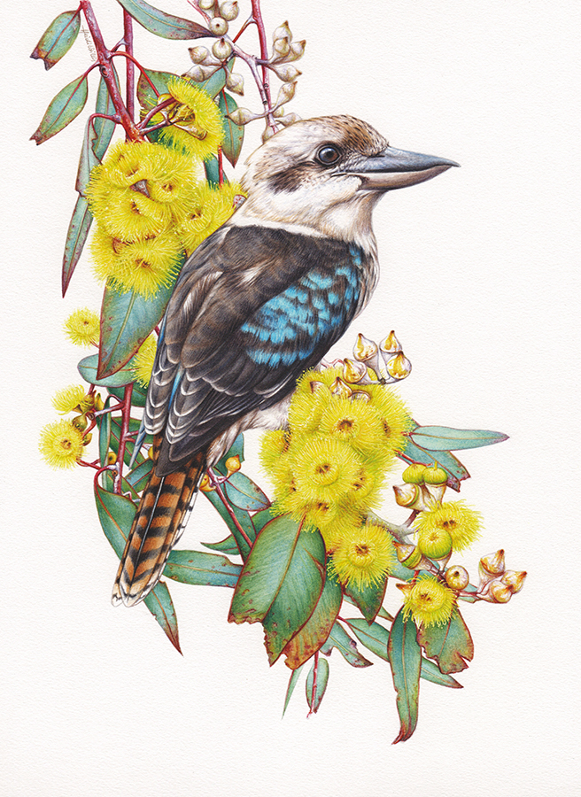Kookaburra in Eucalyptus – Illustration In Watercolour