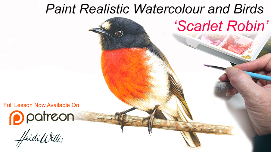 heidi willis_scarlet robin_watercolour bird painting tutorial