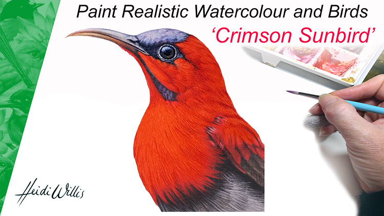 s_heidi willis_online painting tutorial_bird illustration_Crimson Sunbird
