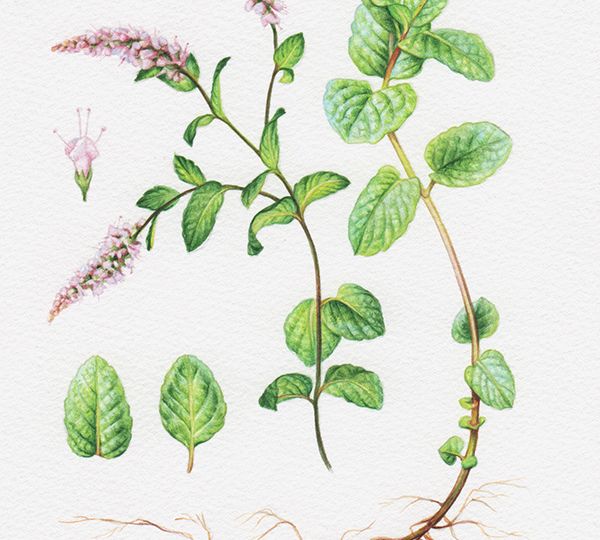 heidi willis_botanical artist_illustrator_mint