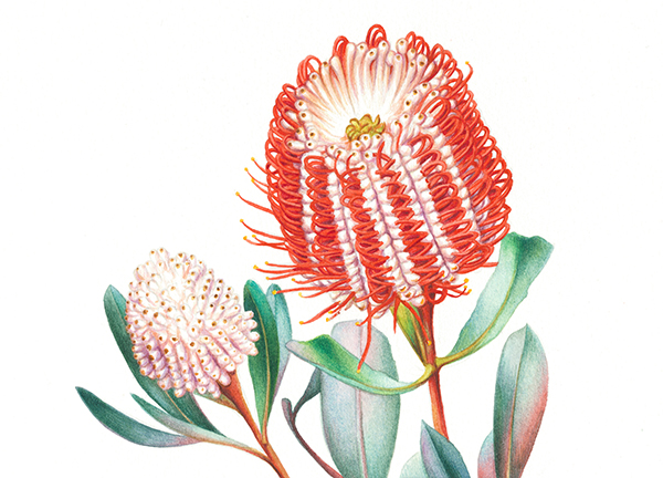 illustrator botanical artist watercolour