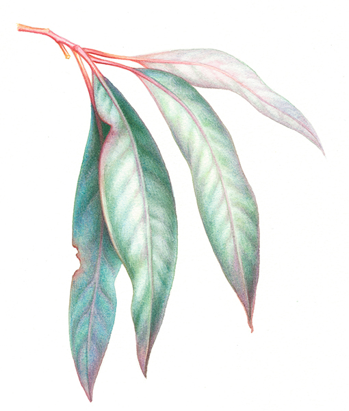 heidi willis artist illustrator gum leaves_atmata