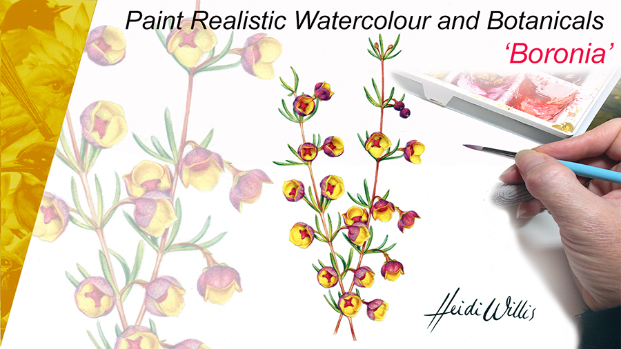 heidi willis botanical painting online tutorial