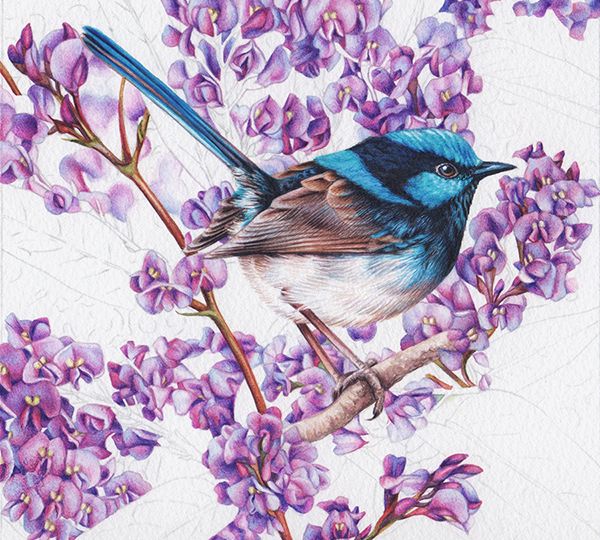 heidi willis_bird painting_wren_illustration