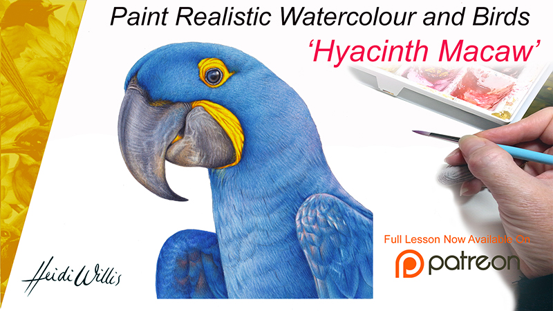 s_heidi willis_macaw painting tutorial_watercolor parrot