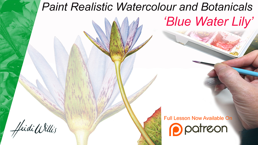 waterlily botanical illustration painting tutorial