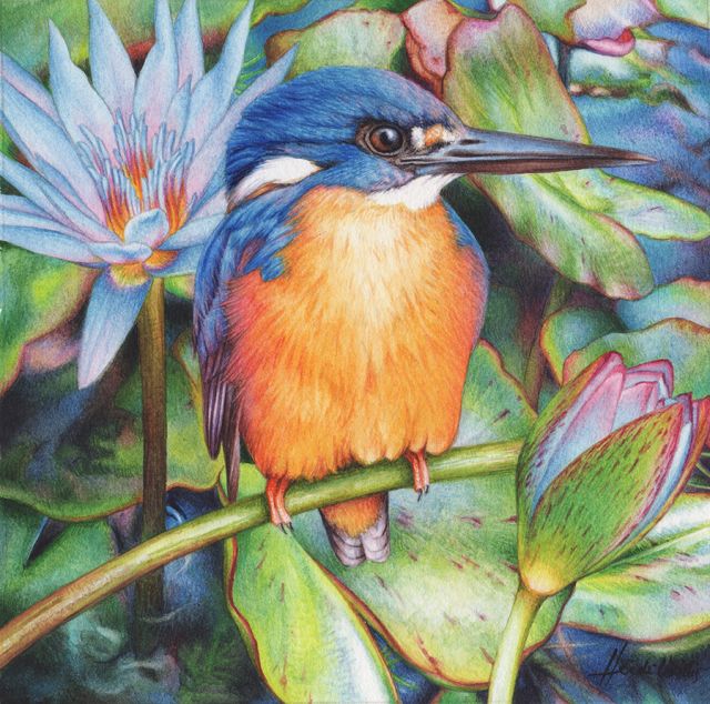 watercolour painting kingfisher bird illustration by Heidi Willis. Online painting tutorial available
