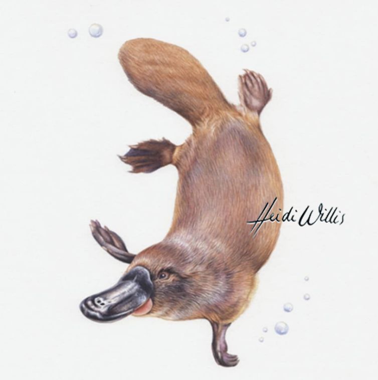 Platypus Illustration In Watercolour