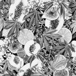 Ink Botanical Illustration