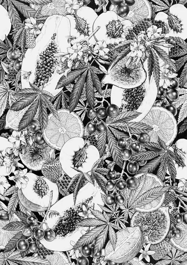 Heidi Willis_illustrator_artist_Fruit_Hemp ink Illustration
