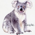 Koala Illustration In Watercolour