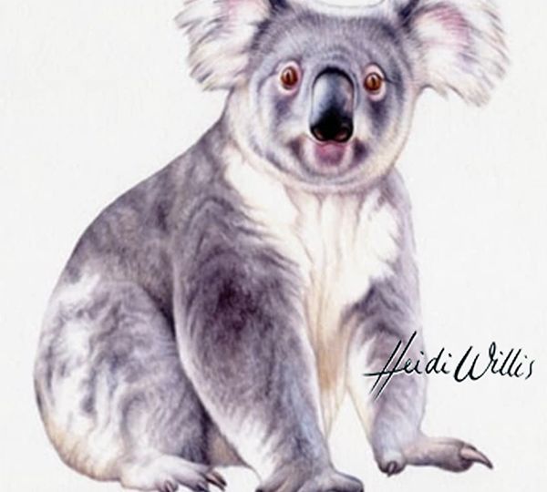 heidi willis_artist_illustrator_koala_illustration_painting