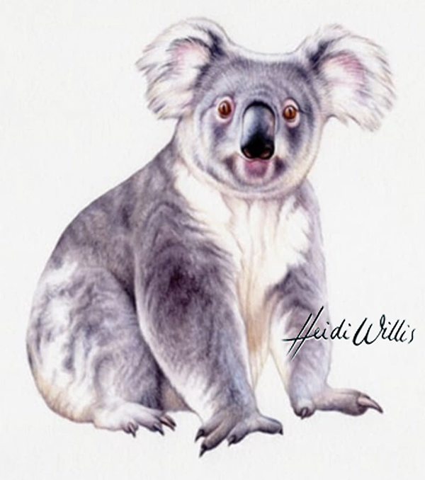 Koala Illustration In Watercolour