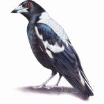 Magpie Illustration In Watercolour