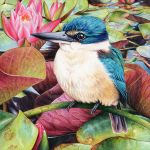 Sacred Kingfisher & Waterlilies