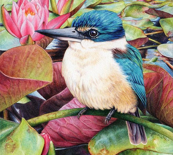 heidi willis_bird painting_Sacred Kingfisher_illustration