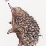 Echidna Illustration In Watercolour