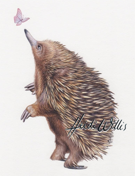 Echidna Illustration In Watercolour