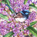 Azure Kingfisher and Waterlilies – Painting in Watercolour