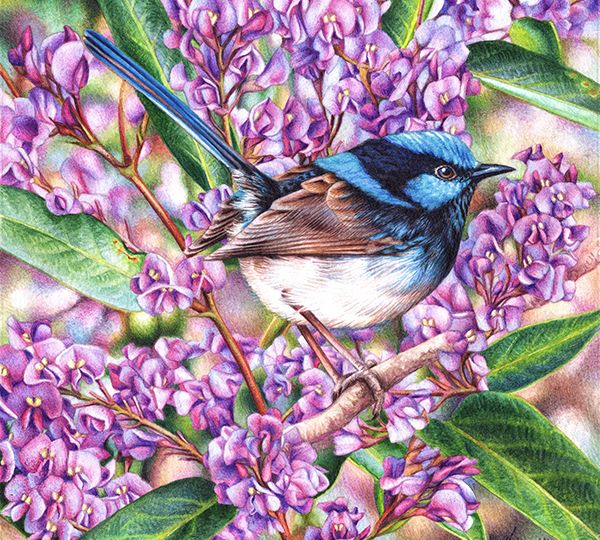 heidi willis wren painting_australian artist