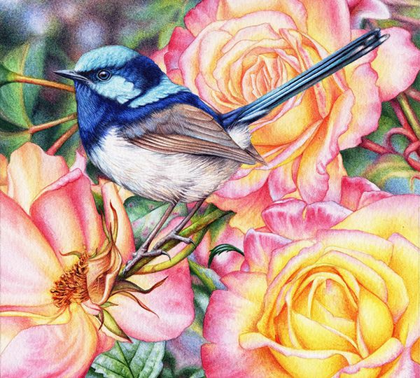s_heidi willis_bird painting_artist_watercolour wren