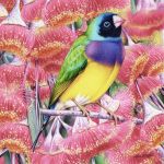 Gouldian Finch + Silver Princess Painting In Watercolour